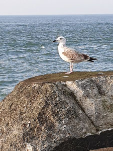 Copyright © Copyright Ken Kraaijeveld