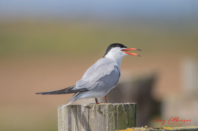 Copyright © Copyright Gareth Atkinson