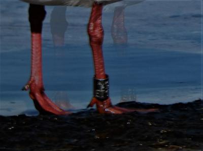 Copyright © Copyright Pucis